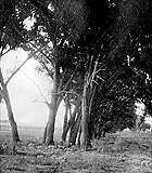 Thumbnail of and link to